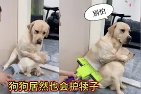 狗狗居然也会护犊子，只要主人打它的孩子它都会袒护，太有母爱了视频封面