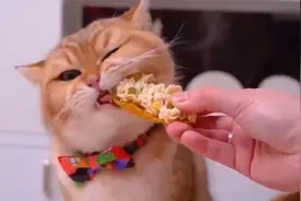 猫咬人但不用力什么意思？猫咪的小心思，你要知道