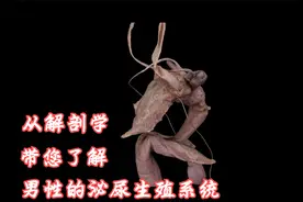 男性的泌尿和生殖系统（解剖学角度）视频封面