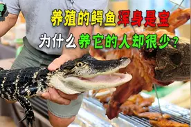 一头盈利十五六万，产肉产皮能吃的鳄鱼，为啥养它的人却很少？视频封面