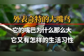 外表奇特的大嘴鸟，它的嘴巴为什么那么大