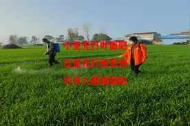 冬小麦先打叶面肥，还是打除草剂，许多人都搞错啦视频封面