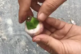 在家种植香蕉树，培育香蕉苗，学会了再也不用花钱买香蕉了视频封面