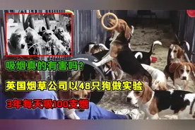 吸烟真的有害吗？英国烟草公司以48只狗做实验，3年每天吸100支烟视频封面
