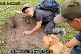 狗真是捕蛇的好帮手