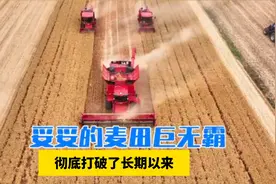 国产最大喂入量联合收获机诞生！460马力，每小时收获50亩小麦！视频封面