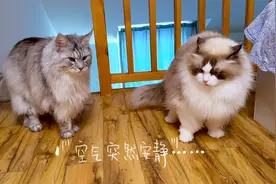 缅因猫都是这么闹腾吗？我和布偶猫的早晨就没清静过！