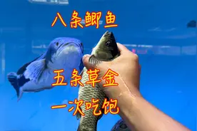 10米猛鱼缸吃饱一次要喂多少鱼？8条大鲫鱼还不够，也太能吃了视频封面
