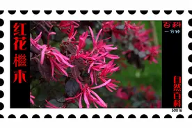 自然百科016 红花檵木视频封面