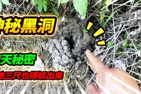 户外野采发现神秘黑洞，冒险徒手上前探索，抓出的生物惊掉下巴视频封面