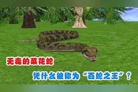 无毒的菜花蛇，凭什么被称为“百蛇之王”？看看它的段位有多高视频封面