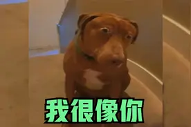 那天我遇见了一个很像你的人视频封面