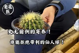 史无前例的寄养！谁能拒绝带刺的仙人球！