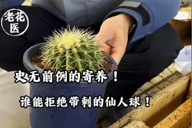 史无前例的寄养！谁能拒绝带刺的仙人球！