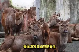 南通动物园长颈鹿传播新型病毒，引发“接吻病”疫情视频封面