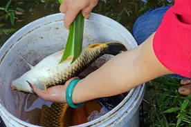 锦鲤的繁殖技术——用科学的方法帮助鱼妈妈产卵并孵化鱼苗视频封面