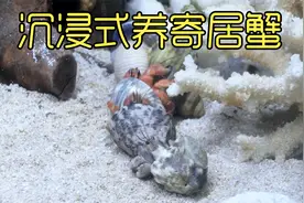 沉浸式养寄居蟹，历经4个月养十只寄居蟹，神奇的事发生了视频封面