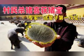 村民杀猪喜得猪宝，有人出价1000想要购买，解剖后却让人大跌眼镜视频封面