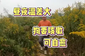 昼夜温差大狗狗咳嗽，多年经验还是等它自愈视频封面