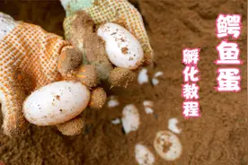 前往种鳄场徒手挖蛋，一窝五十多个，看看鳄鱼蛋是如何人工孵化的