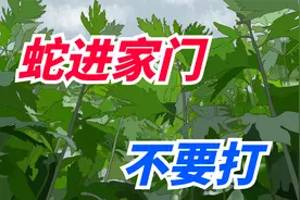 老人告诫“蛇进家门不要打”，为什么这么说？有什么忌讳？视频封面