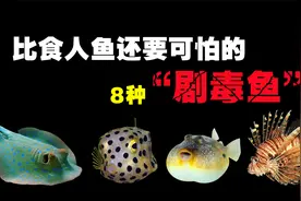 比食人鱼还要可怕的8种“剧毒”鱼类，不是什么鱼都可以乱吃的！