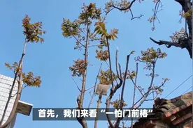 “一怕门前椿，二怕床上梁”，为什么怕？有道理吗视频封面
