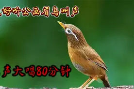 最好听公画眉鸟叫声，原声大唱80分钟！