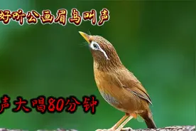 最好听公画眉鸟叫声，原声大唱80分钟！