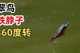 翠鸟的脖子有多强？360度旋转，每天撞击水面几十次！视频封面