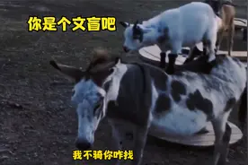 小羊：你文化真低，这叫骑驴找马视频封面
