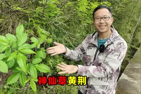 黄荆被称为“神仙草”，这3大妙用太厉害了，一起认识了解下视频封面