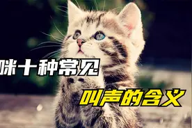 猫咪对着你喵喵叫，想知道它在对你说什么吗视频封面