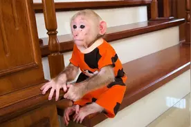 当爸爸跑开时，小猴比比的反应让人担忧！视频封面