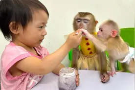 猴子 Mit 看到蔡琰喂猴子 Kaka 吃东西，醋意大发视频封面