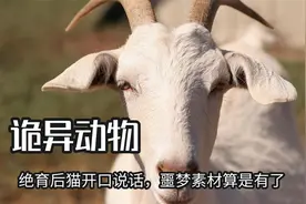 出门在外动物比人更可怕，绝育后猫开口说话，噩梦素材算是有了视频封面