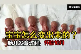 宝宝怎么从肚子里变出来的？怀胎十月生命的奇迹