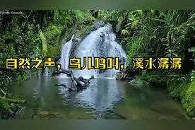 早晨的自然之声，鸟儿鸣叫，溪水潺潺