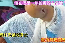 泡在酒里一年的毒蛇“复活”，开瓶后村民被咬身亡，蛇为何还没死视频封面