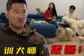 20平房间养了7条狗，家里臭气熏天满地狗屎，训犬师看完差点报警视频封面
