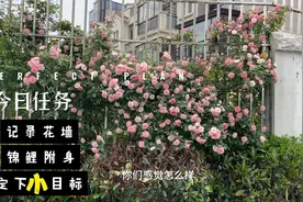 随手拍，竟然遇到一面祖国地图花墙视频封面