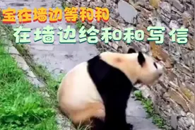 福宝也很喜欢和和新邻居，坐在墙边等和和，等不到就写信给和和视频封面