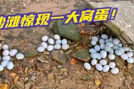 小章赶海发现大海螺！里边竟暗藏玄机！沙滩上哪来的一大窝鸟蛋！视频封面