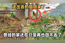送出去的狗狗经常跑回来看望：“家还在，只是再也回不去了！”视频封面