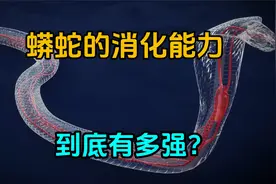 7天内能消化一整条鳄鱼，蟒蛇的消化能力到底有多强？