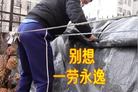 北方盆栽绣球花在保温棚越冬，气温变化要及时调整