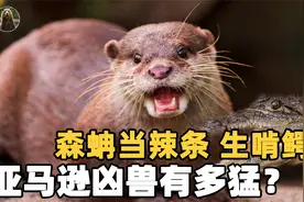 亚马逊第一凶兽？生啃鳄鱼狂炫食人鱼，连森蚺看见它们都要躲？视频封面