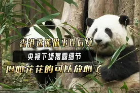 香港选熊猫事件后续，央视下场揭露细节，担心花花的可以放心了！视频封面