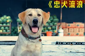 真实故事改编，叮当原型被评为2013最美搜救犬