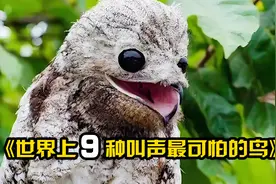 世界上9种最可怕的鸟叫声，民间称其鬼鸟，吓得晚上都不敢钓鱼了
